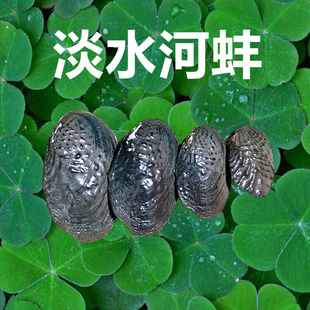 背瘤丽河蚌活体水质净化食用贝鱼缸清理除藻鳑鲏鱼繁殖淡水河蚌苗