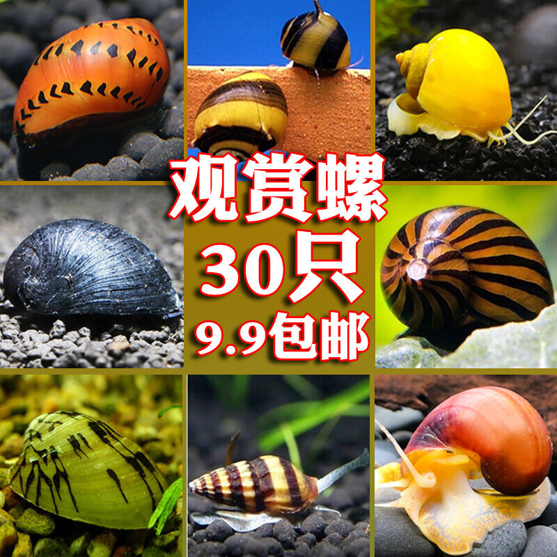 观赏螺苹果神秘黄金螺斑马洋葱活体螺黑金刚彩蛋螺清洁除藻工具螺
