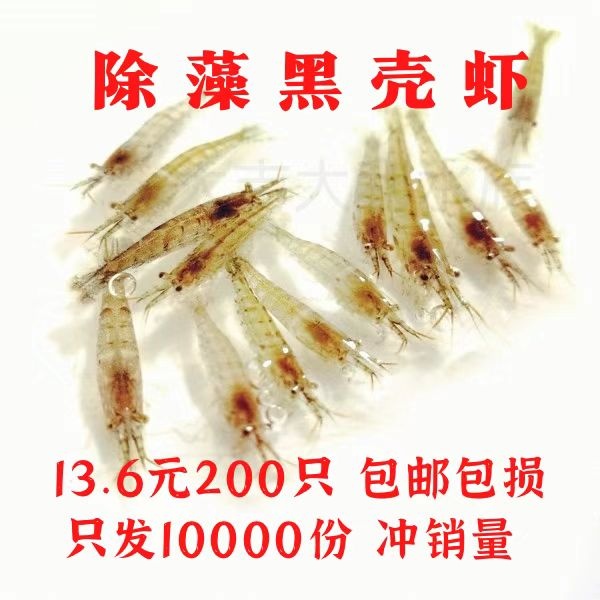 黑壳虾除藻虾水族除藻虾观赏虾清洁虾活体饲料工具虾草缸鱼缸造景