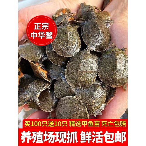 甲鱼苗外塘冷水养殖小甲鱼苗中华鳖苗王八团鱼水鱼苗养殖场地直发