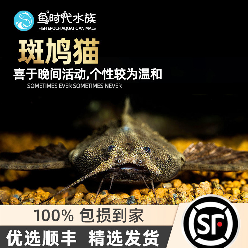 斑鸠猫鱼南美热带鱼观赏鱼工具鱼翻砂异型底栖鲶鱼五弦琴猫活体鱼