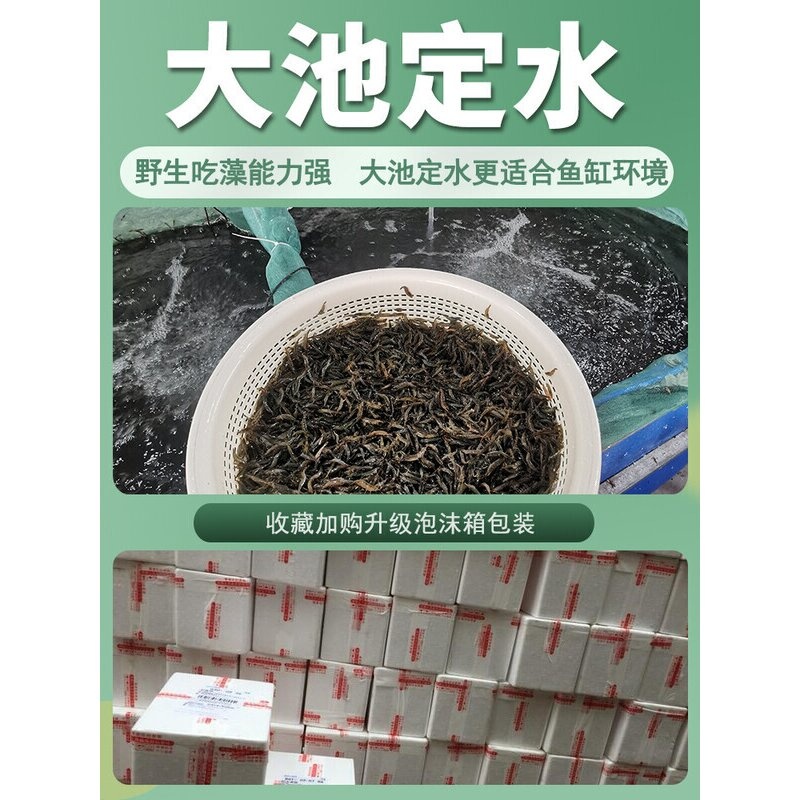 黑壳虾除藻鲜活观赏超大大号号顺丰清洁淡水冷水鱼缸一斤按斤草缸