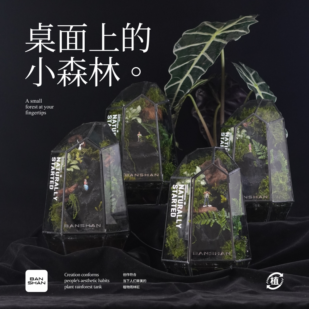 BANSHAN小森林流水桌面植物雨林缸家居网红小众定制摆件解压送礼