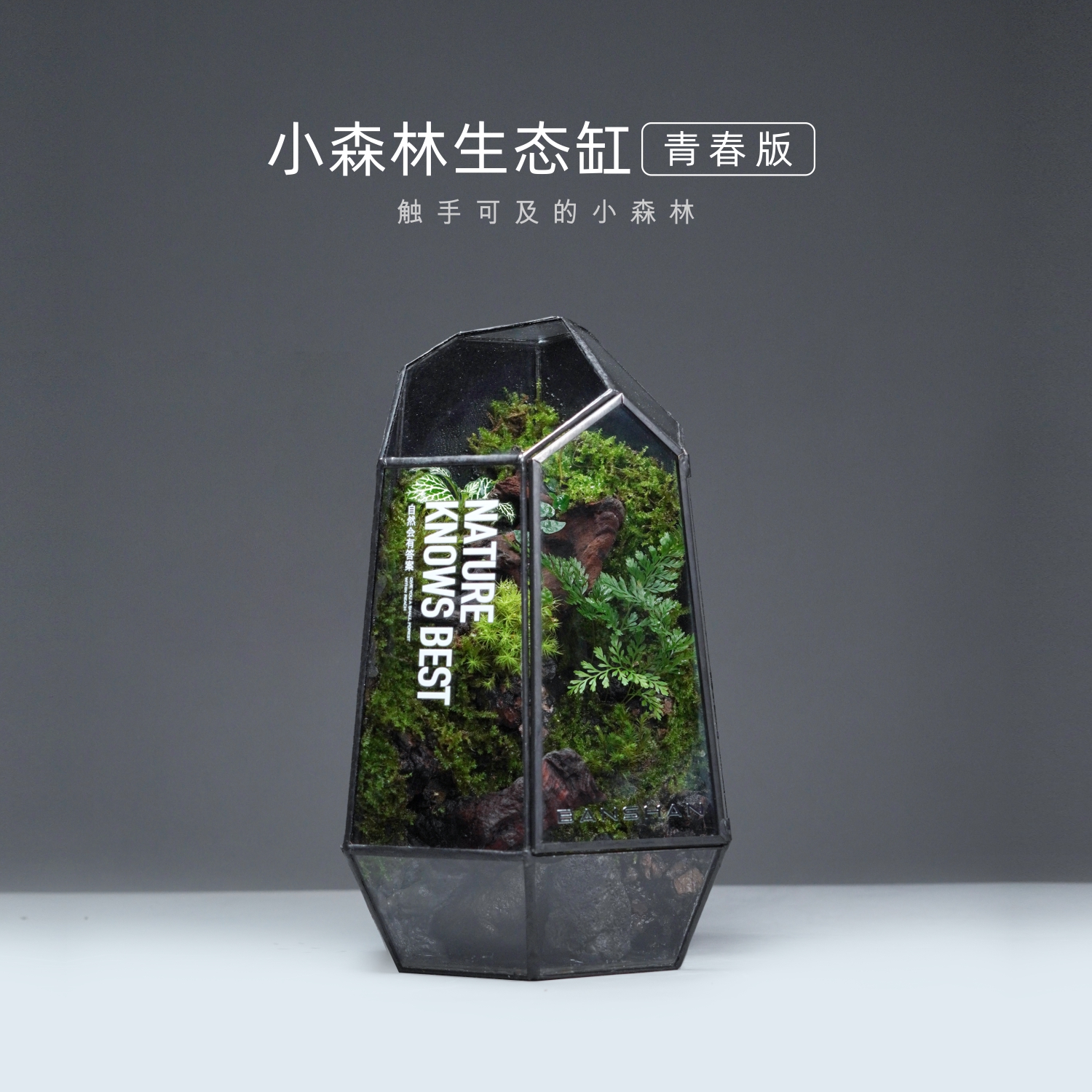 桌面小众植物雨林缸摆件送礼治愈