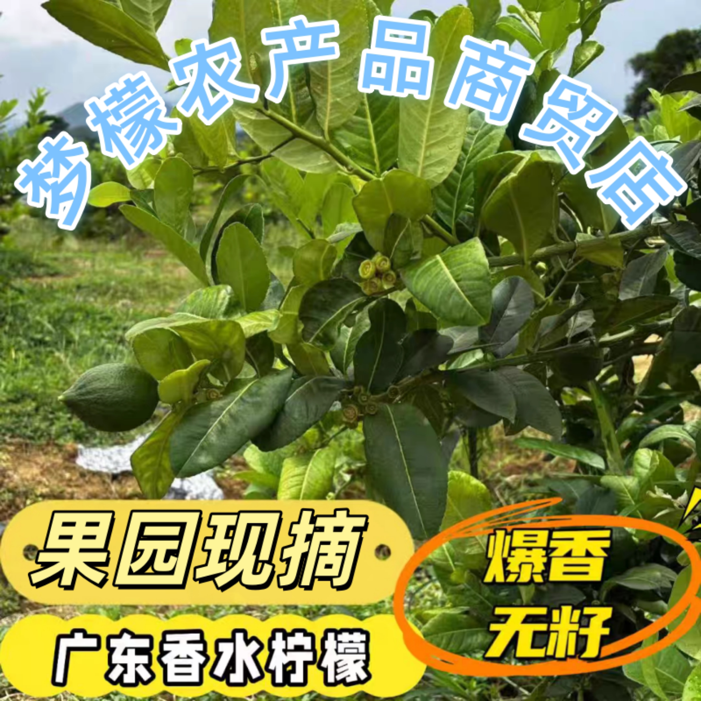 现摘现卖香水柠檬一级果爆香无籽