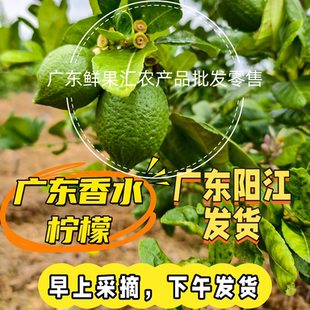 广东香水柠檬新鲜无籽一级果暴打柠檬茶专用商用鲜果青柠檬香柠檬