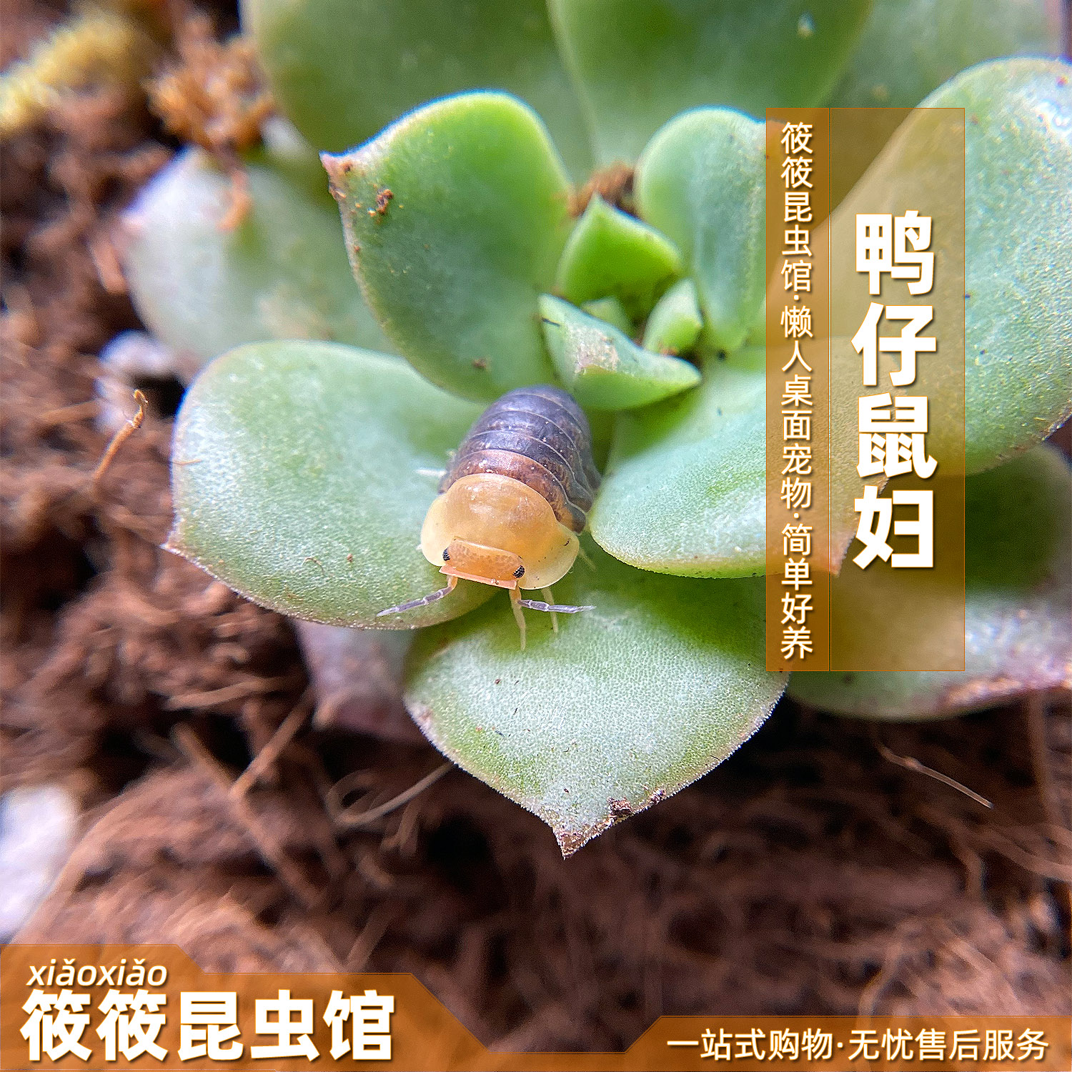 筱筱昆虫馆鸭仔鼠妇潮虫西瓜虫