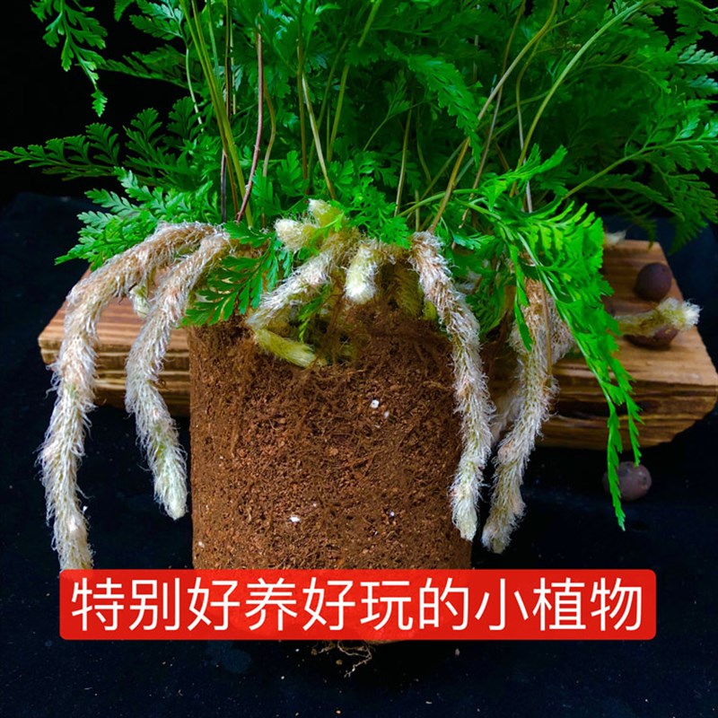 狼尾蕨绿植盆栽办公室内桌面窗台四季常青耐阴蕨类观赏绿色植物