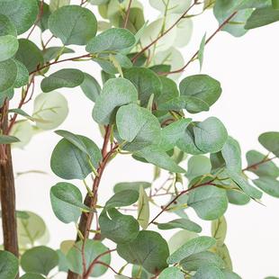 北欧in仿真尤加盆栽利家s居办公钱大型落地假植物仿真金树YJ-0002