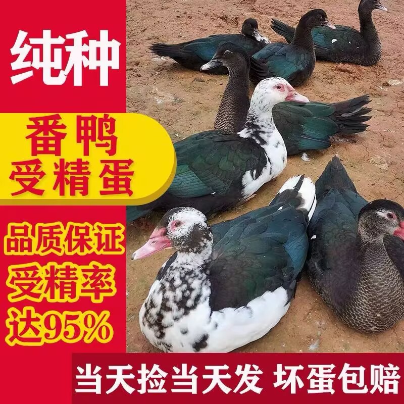 受精种蛋洋鸭 番鸭蛋红脸美洲雁小黄鸭肉鸭旱鸭鸳鸯鸭包正宗