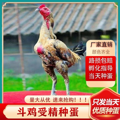 纯正斗鸡种蛋活苗可孵化越南鬼子斗鸡种蛋苗斗鸡受精蛋比赛斗鸡苗