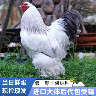 婆罗门鸡种蛋活苗大体纯种巨型梵天鸡种蛋受精可孵化蛋宠物观赏鸡