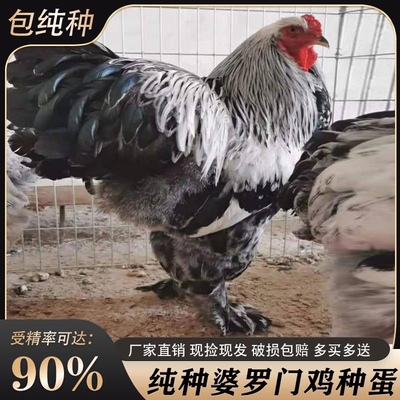 婆罗门鸡种蛋活苗大体纯种巨型梵天鸡种蛋受精可孵化蛋宠物观赏鸡