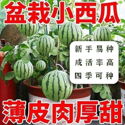 超甜蜂蜜小西瓜种子红玉无籽小西瓜四季种植阳台庭院盆栽薄皮西瓜
