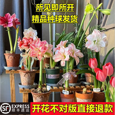 朱顶红种球开花包对版