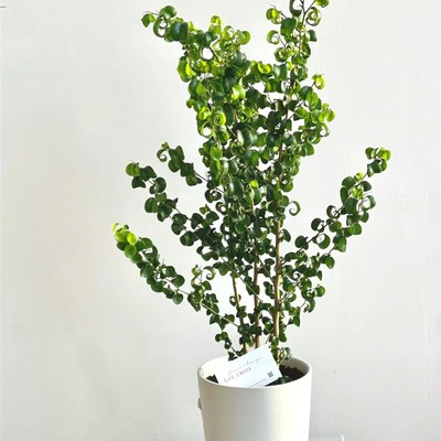 花叶卷叶榕卷福多年生耐阴水培室内桌面阳台卧室办公室绿植物盆栽