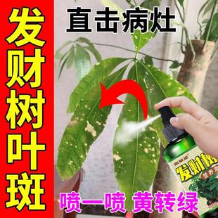 植物肥料发财树叶子发黄怎么办黄叶叶斑病叶子黄斑植物防枯萎烂根