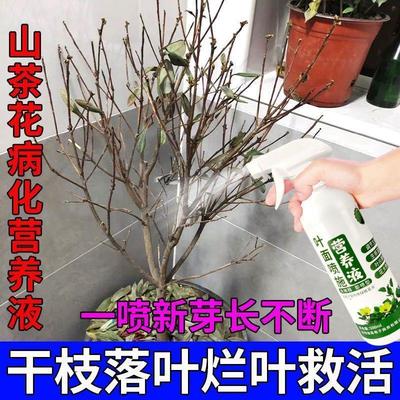 植物肥料山茶花专用营养液茶花黄叶落叶焦尖干枯茶花黄叶病专用肥