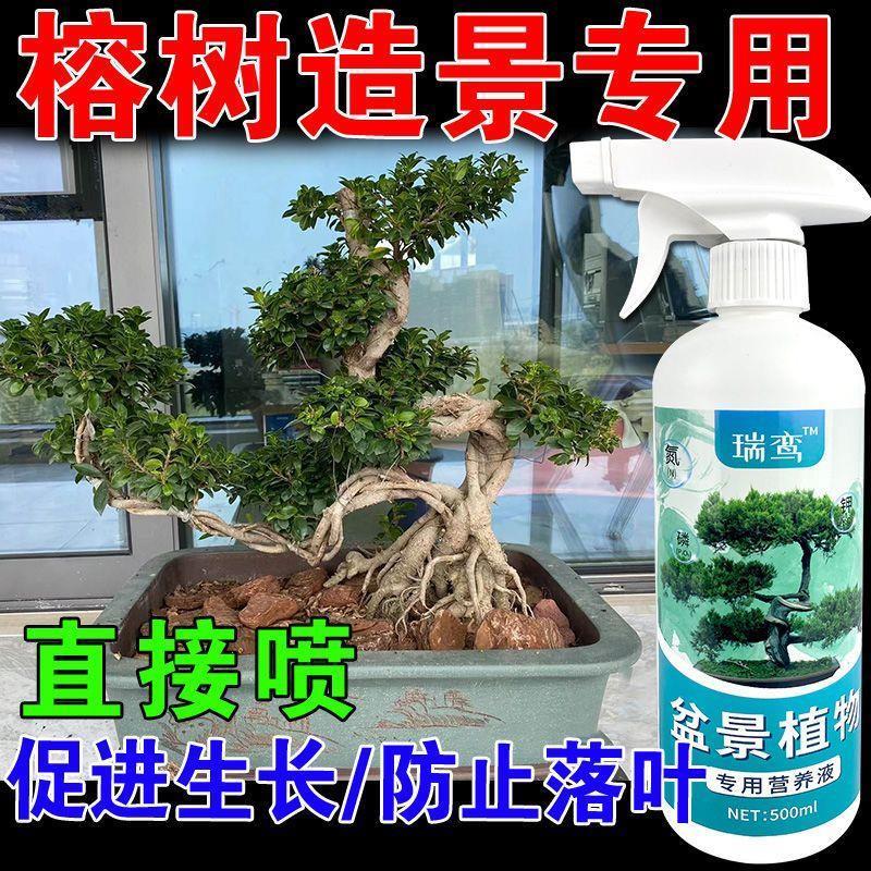 肥料花卉绿植用榕树盆景专用肥榕树营养液黄叶一喷绿金钱榕小叶榕
