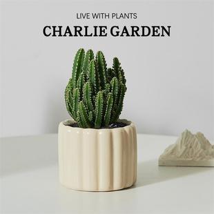 多肉万重山盆栽绿植开花仙人球组合办公室桌面喜阳室内仙人掌植物