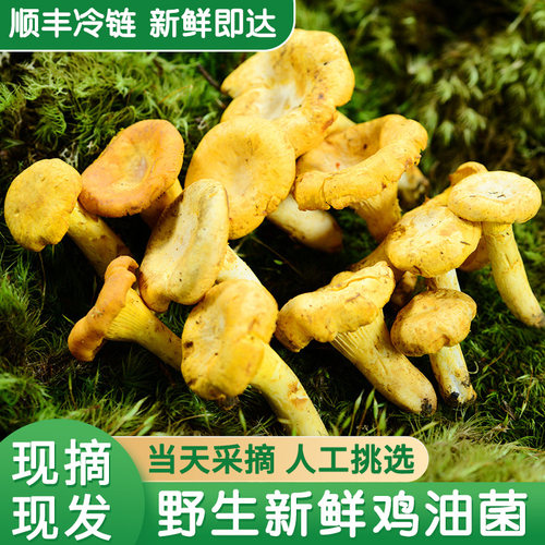云南野生新鲜现摘鸡油菌顺丰空运