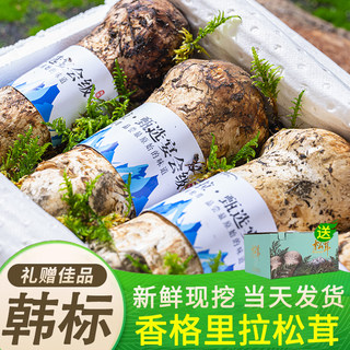 2025云南现挖新鲜松茸香格里拉特产野生食用菌菇精品出口级不开伞