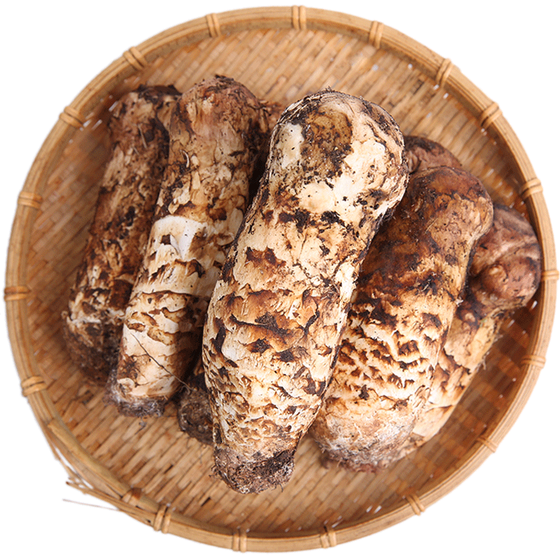 2026云南现挖新鲜松茸正品香格里拉特产野生食用菌菇出口级不开伞