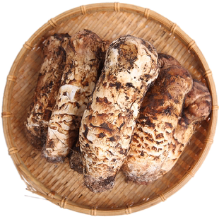 2026云南现挖新鲜松茸正品香格里拉特产野生食用菌菇出口级不开伞