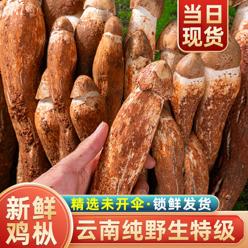云南特产野生新鲜现摘鸡枞菌