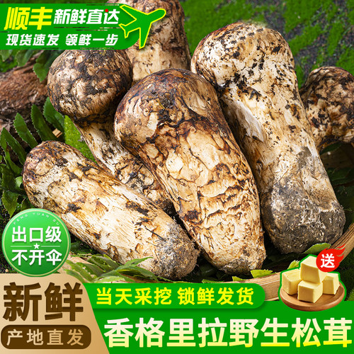 正宗香格里拉新鲜松茸官方旗舰店