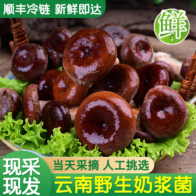 云南特产纯野生新鲜菌菇