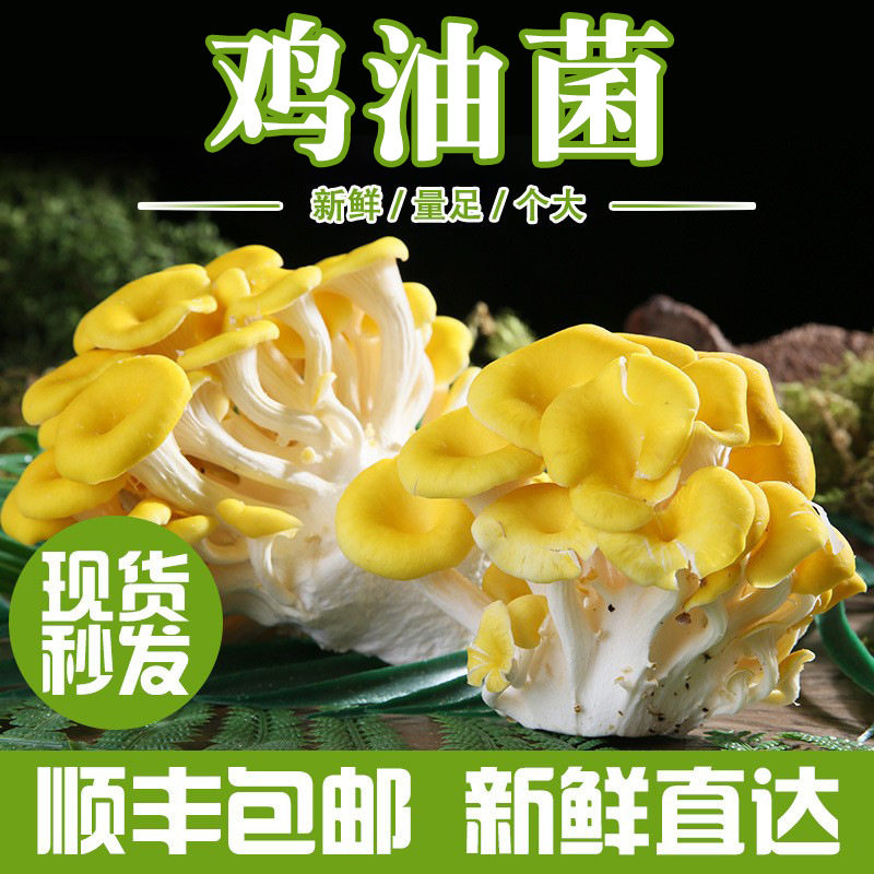 云南鸡油菌新鲜特产山珍食材蘑菇农家榆黄菌正品火锅爆炒口感嫩