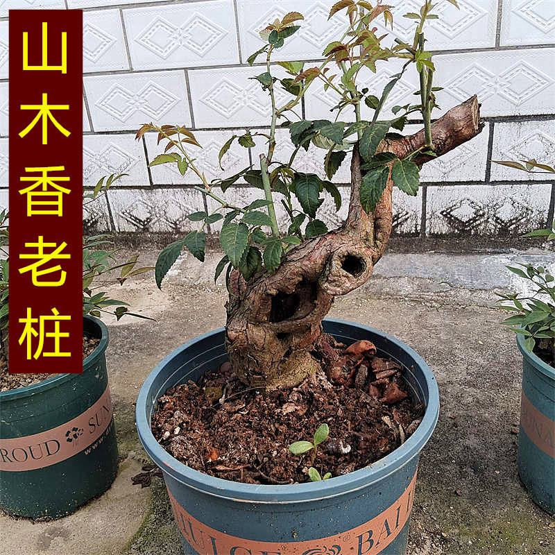 山木香老桩嫁接月季玫瑰红刺蔷薇百花盆栽绿植现挖新鲜老桩裸根发