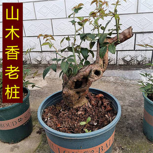 山木香老桩嫁接月季玫瑰红刺蔷薇百花盆栽绿植现挖新鲜老桩裸根发