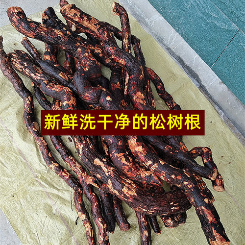 马尾松树根现挖新鲜老树根安徽
