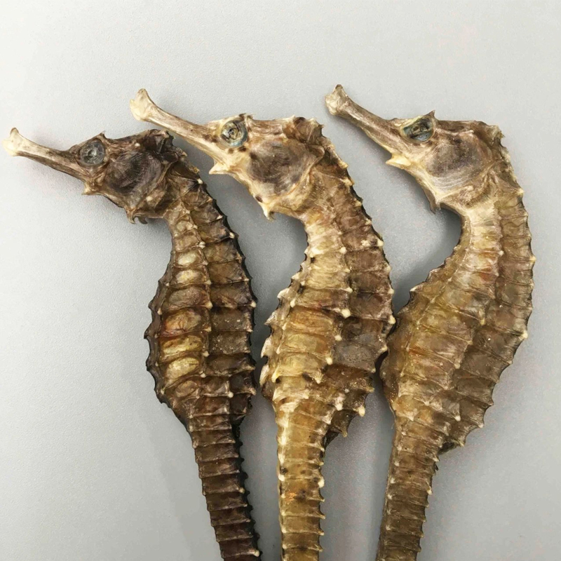 小海马散装中药饮片干货泡酒药材一公一母配对药材大全