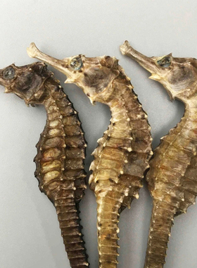 小海马散装中药饮片干货泡酒药材一公一母配对药材大全