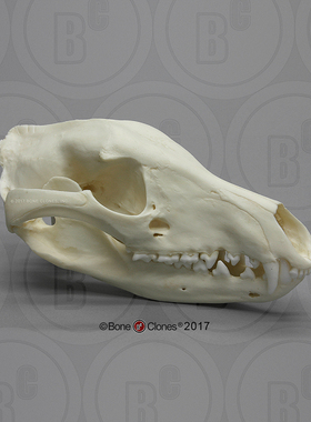 boneclones定制骨骼塔斯马尼亚狼头骨博物馆收藏美术医学科教模型
