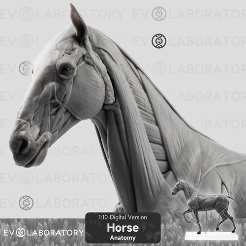 EVO现货马PVC版肌肉科教模型