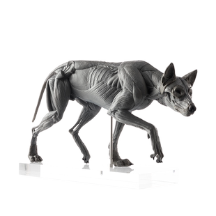 EVO肌肉解剖PVC狼科教模型手办摆件美术医学教学雕塑动物解剖教具