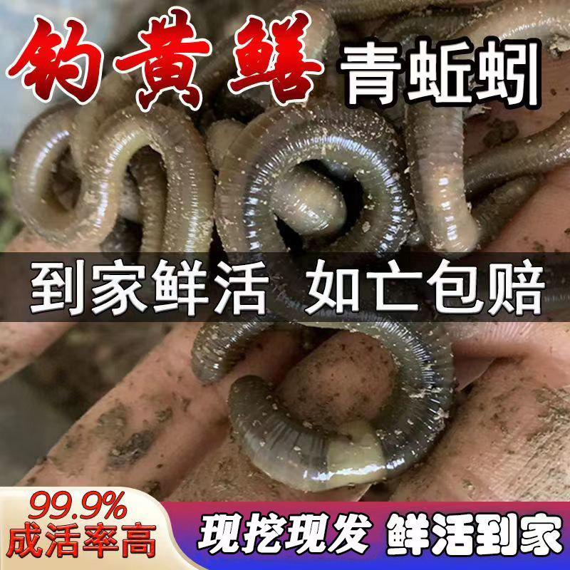 特臭黑青蚯蚓湖北销量过万包活