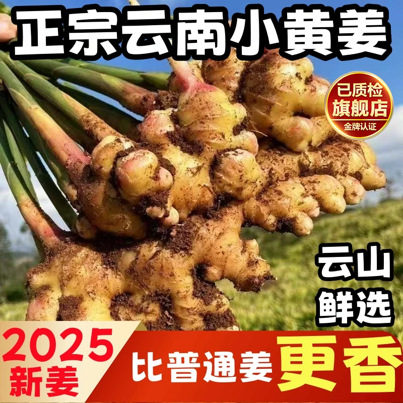 正宗云南小黄姜旗舰店辛辣现挖老姜农家自种2025新姜香味浓
