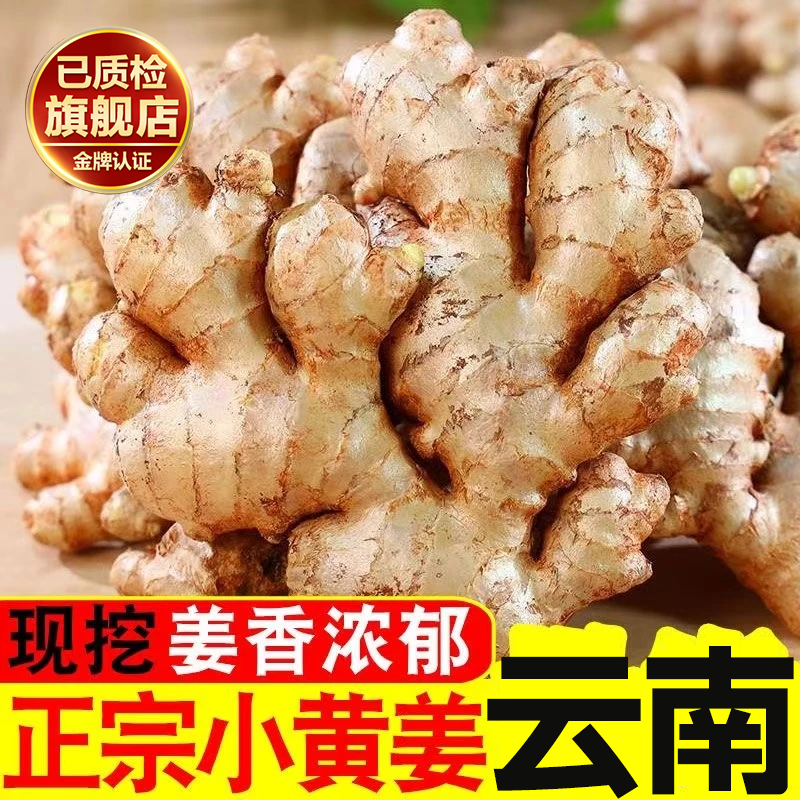 正宗云南小黄姜旗舰店食用月子姜现挖老姜土姜种子嫩姜姜香味浓