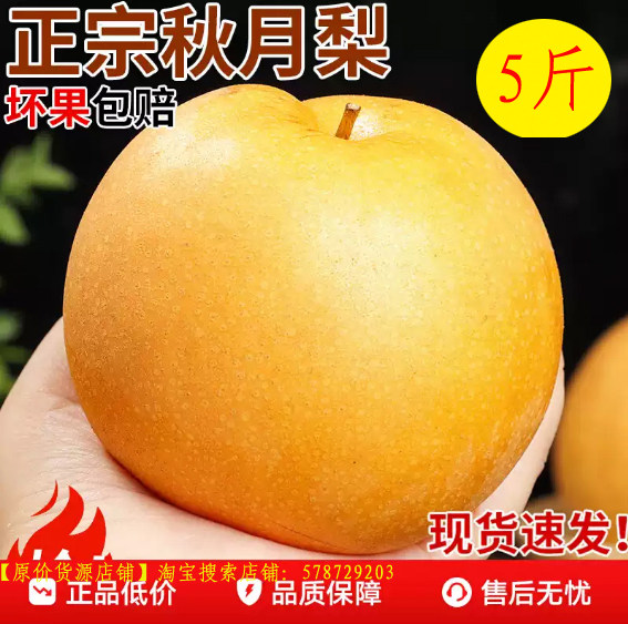 山东阳信秋月梨正宗秋月梨新鲜水果箱装礼盒秋月梨5斤装特甜梨子