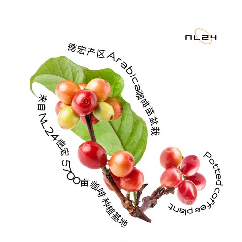 NL24云南阿拉比卡咖啡树苗盆栽