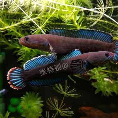 阿萨姆奶茶雷龙 阿萨姆蓝帆 雷龙鱼 蛇头鱼 鳢 热带鱼 观赏鱼