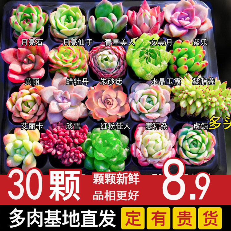 多肉植物室内盆栽小玉露肉肉精品花盆