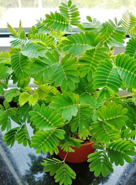含羞草小盆栽花卉室内阳台植物害羞草成品苗带根趣味绿植观叶羞羞