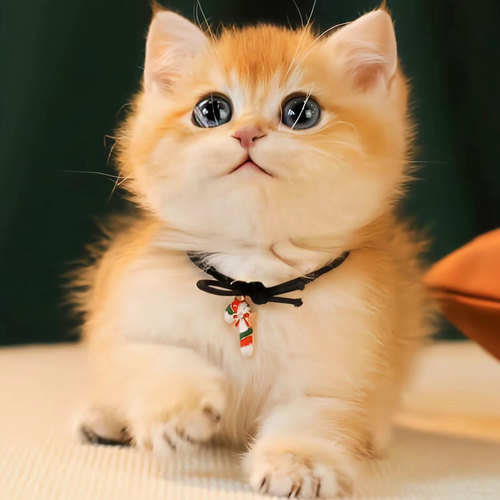 金渐层小猫咪包养活最快当天送达