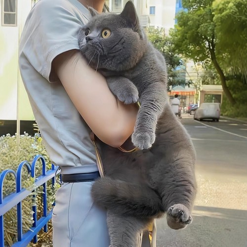 英短蓝猫幼猫蓝白猫幼崽矮脚猫纯种起司猫英国短毛猫宠物猫咪活物